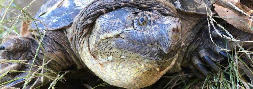 snapping turtle with head tilt facing camera